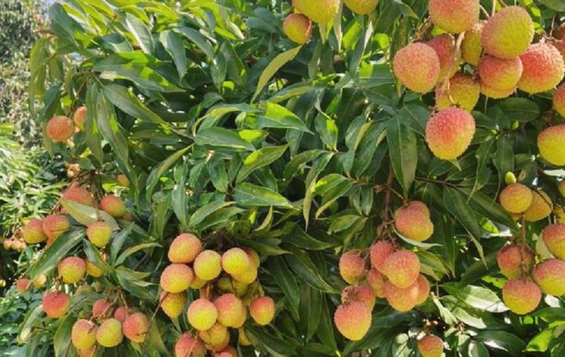 临海蔬菜批发，究竟哪家更靠谱？