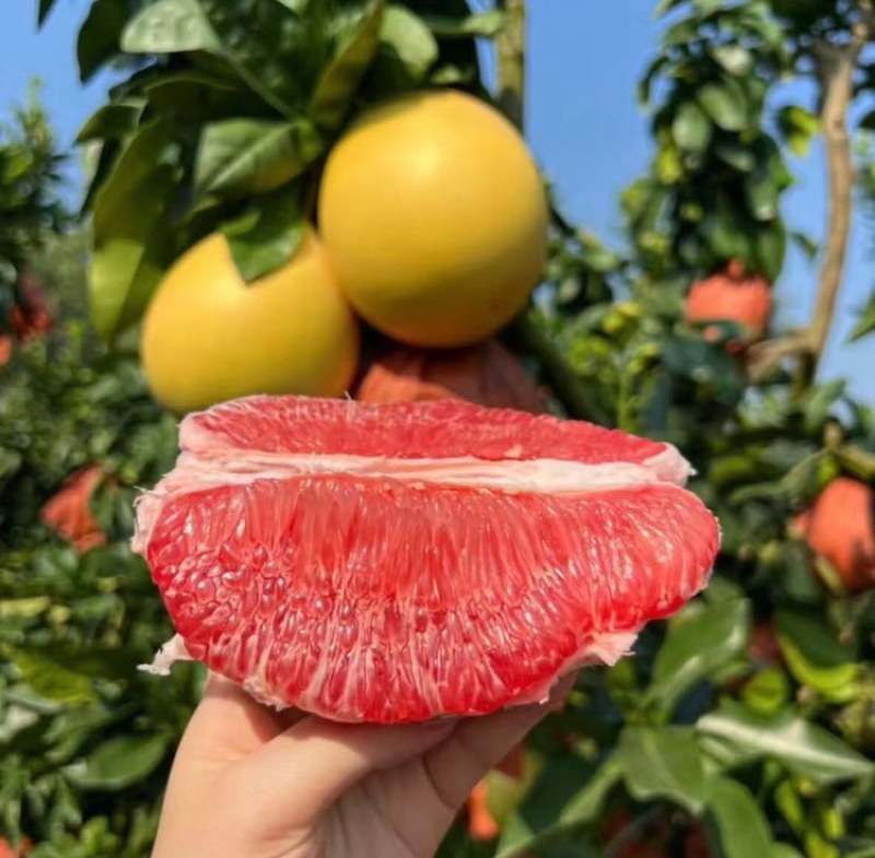 应季水果直供